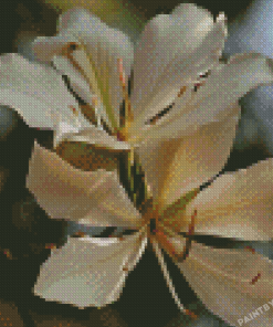 White Bauhinia Variegata Flowers Diamond Painting