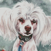 White Chinese Crested Dog Diamond Paintings