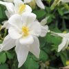 White Colorado Columbine Flowers Diamond Paintings