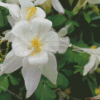 White Colorado Columbine Flowers Diamond Paintings