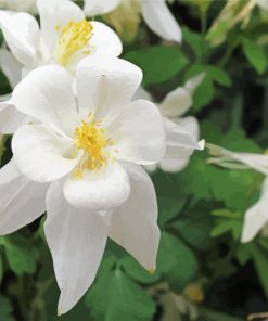 White Colorado Columbine Flowers Diamond Paintings