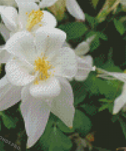 White Colorado Columbine Flowers Diamond Paintings