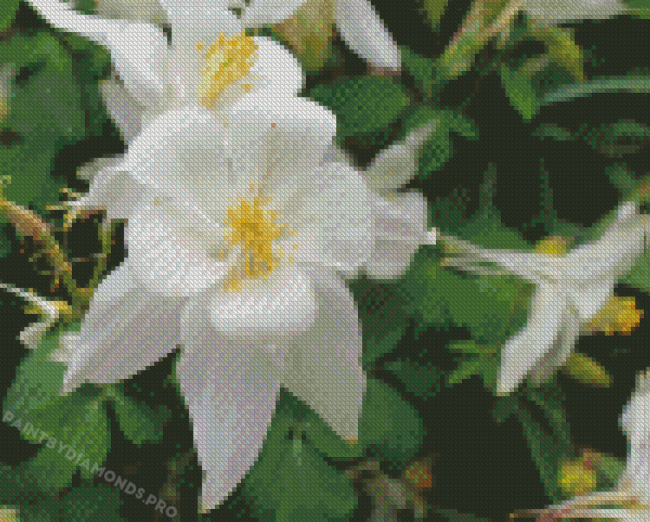 White Colorado Columbine Flowers Diamond Paintings