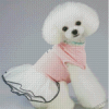 White Dog In Dress Diamond Paintings