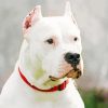 White Dogo Argentino Diamond Paintings