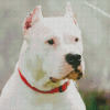 White Dogo Argentino Diamond Paintings