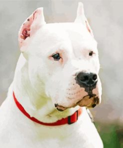 White Dogo Argentino Diamond Paintings