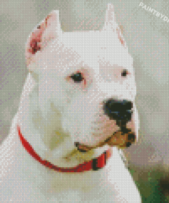 White Dogo Argentino Diamond Paintings