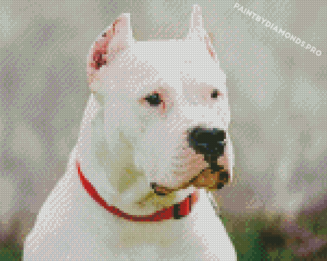 White Dogo Argentino Diamond Paintings