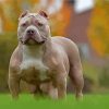 Aesthetic American Bully Diamond Painting