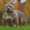 Aesthetic American Bully Diamond Painting