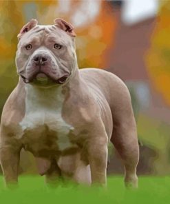 Aesthetic American Bully Diamond Painting