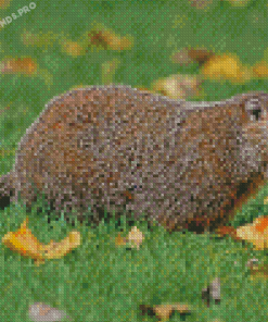 Aesthetic Groundhog Diamond Painting