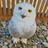 Aesthetic Snowy Owl Diamond Paintings