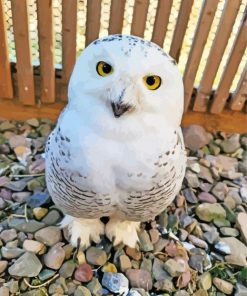 Aesthetic Snowy Owl Diamond Paintings