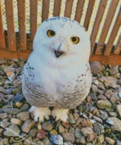 Aesthetic Snowy Owl Diamond Paintings