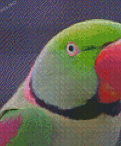 Alexandrine Parakeet Bird Head Diamond Painting