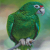 Amazon Parrot Bird Diamond Painting