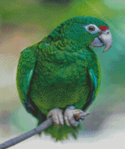 Amazon Parrot Bird Diamond Painting