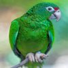 Amazon Parrot Bird Diamond Painting