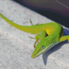 Anole Lizard Animal Diamond Paintings