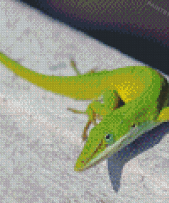 Anole Lizard Animal Diamond Paintings