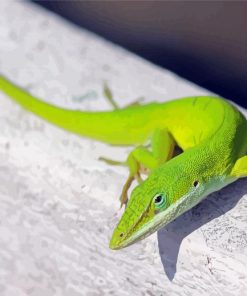 Anole Lizard Animal Diamond Paintings