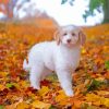 Autumn Golden Retriever Puppy Diamond Painting