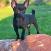 Black Chihuahua Diamond Painting