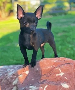 Black Chihuahua Diamond Painting