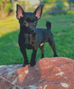 Black Chihuahua Diamond Painting