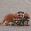 Baby Raccoons Diamond Painting