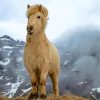 Beige Icelandic Horse Diamond Painting