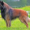 Belgian Tervuren Diamond Painting