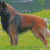 Belgian Tervuren Diamond Painting