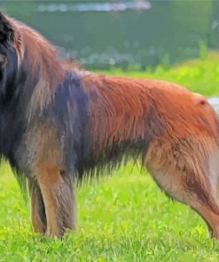 Belgian Tervuren Diamond Painting