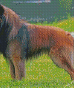 Belgian Tervuren Diamond Painting