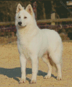 Berger Blanc Suisse Dog Diamond Painting