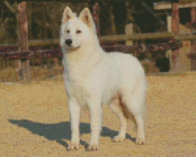 Berger Blanc Suisse Dog Diamond Painting