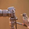 Bird Look At Camera Diamond Paintings