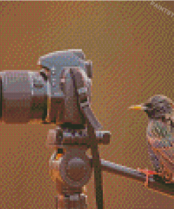 Bird Look At Camera Diamond Paintings