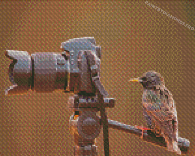 Bird Look At Camera Diamond Paintings