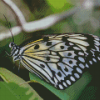 Black And White Butterflies Diamond Painting