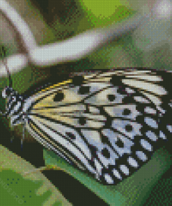 Black And White Butterflies Diamond Painting