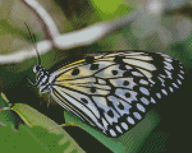 Black And White Butterflies Diamond Painting