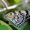 Black And White Butterflies Diamond Painting