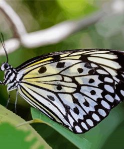 Black And White Butterflies Diamond Painting