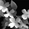 Black And White White Dogwoods Diamond Painting