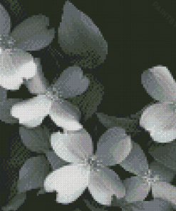 Black And White White Dogwoods Diamond Painting