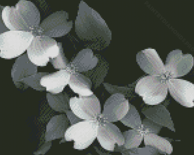 Black And White White Dogwoods Diamond Painting